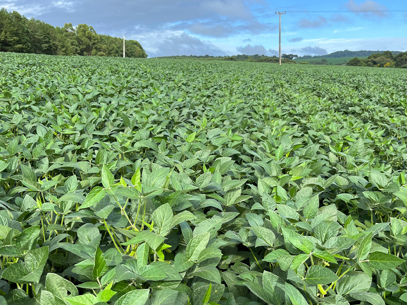 Morro Chato Agropecuária | Agricultura, Pecuária e Reflorestamento