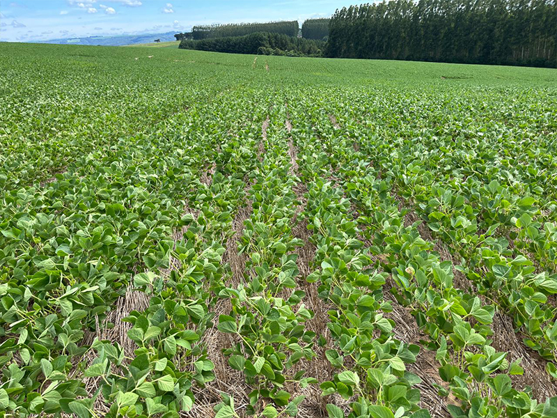 Morro Chato Agropecuária | Agricultura, Pecuária e Reflorestamento