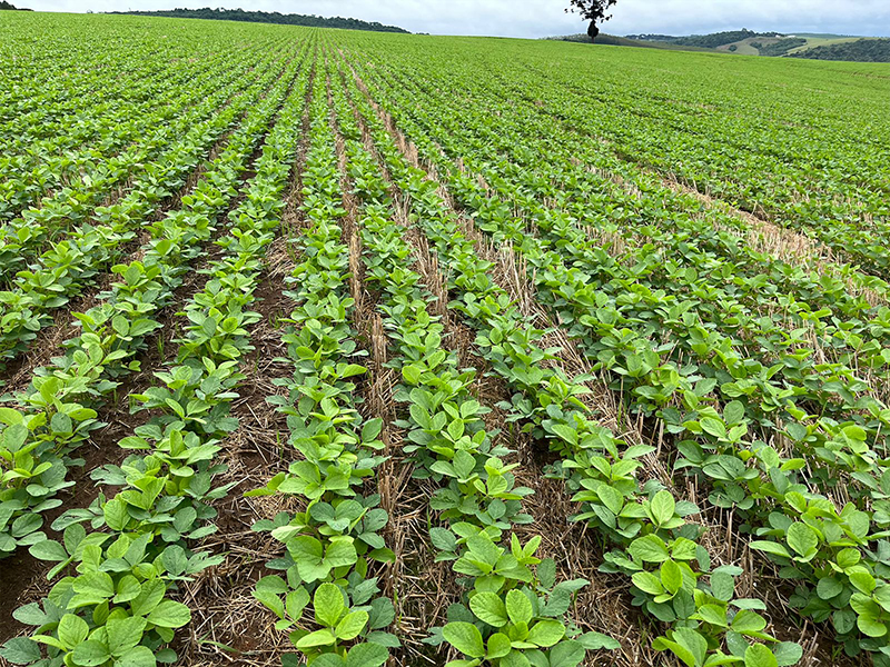 Morro Chato Agropecuária | Agricultura, Pecuária e Reflorestamento