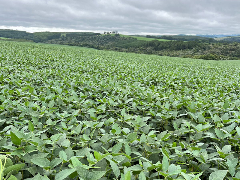 Morro Chato Agropecuária | Agricultura, Pecuária e Reflorestamento