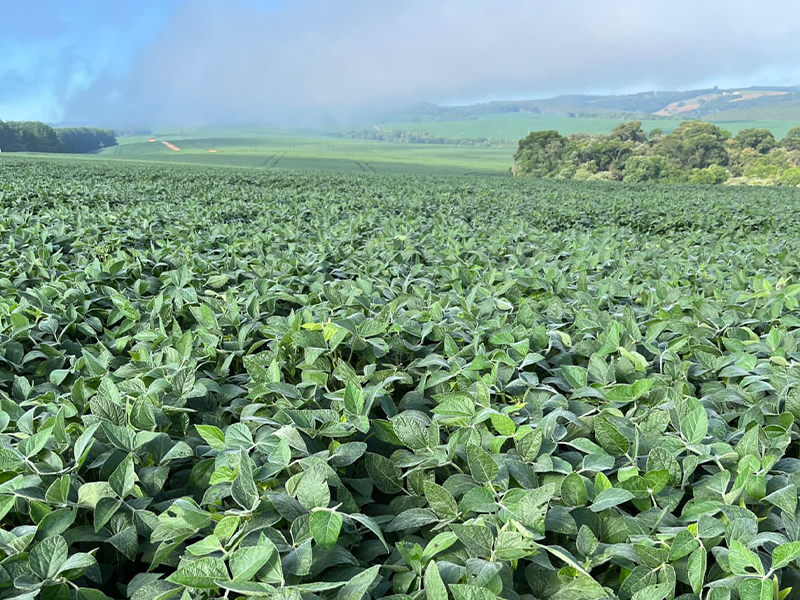 Morro Chato Agropecuária | Agricultura, Pecuária e Reflorestamento