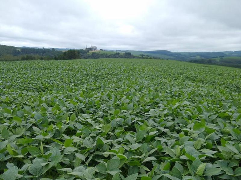 Morro Chato Agropecuária | Agricultura, Pecuária e Reflorestamento