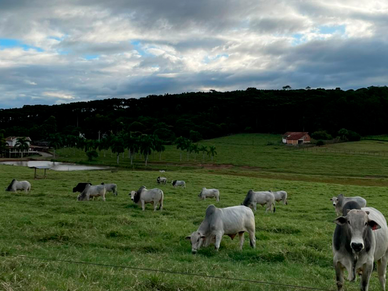 Morro Chato Agropecuária | Agricultura, Pecuária e Reflorestamento