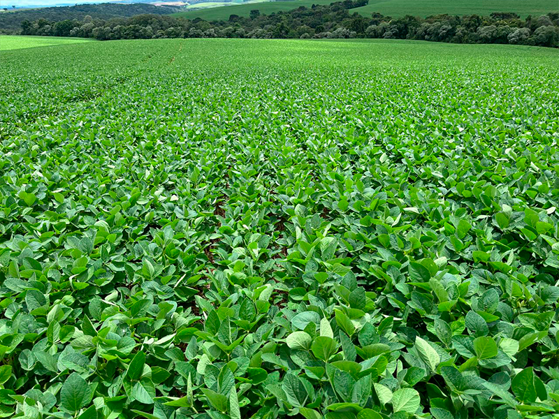 Morro Chato Agropecuária | Agricultura, Pecuária e Reflorestamento