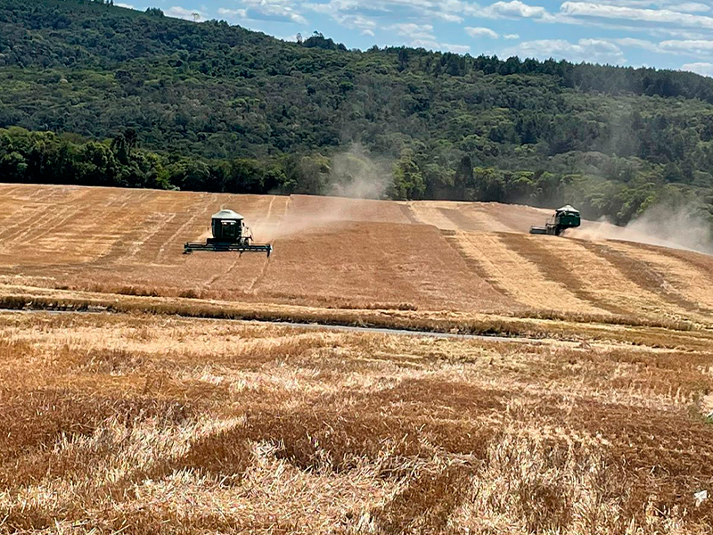 Morro Chato Agropecuária | Agricultura, Pecuária e Reflorestamento