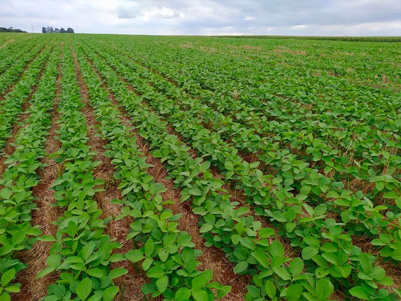 Morro Chato Agropecuária | Agricultura, Pecuária e Reflorestamento