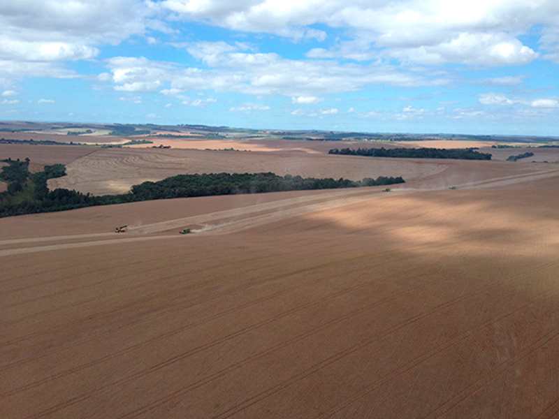 Morro Chato Agropecuária | Agricultura, Pecuária e Reflorestamento