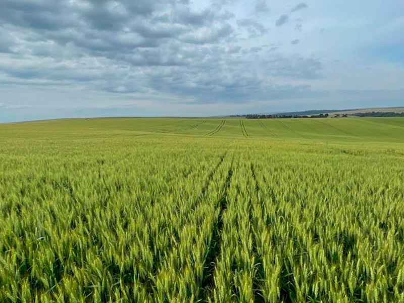 Morro Chato Agropecuária | Agricultura, Pecuária e Reflorestamento