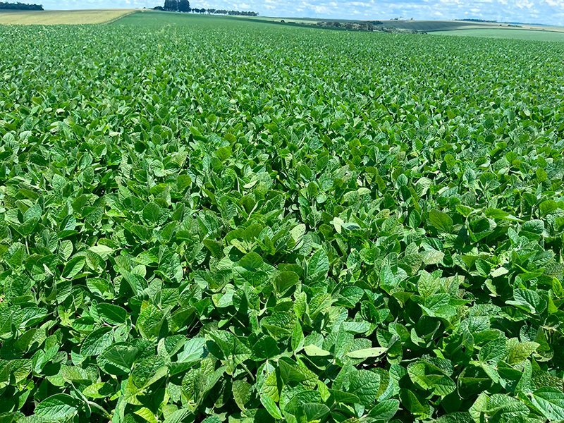 Morro Chato Agropecuária | Agricultura, Pecuária e Reflorestamento