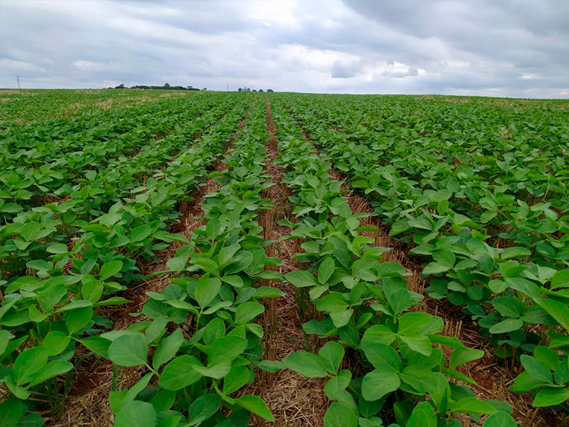 Morro Chato Agropecuária | Agricultura, Pecuária e Reflorestamento