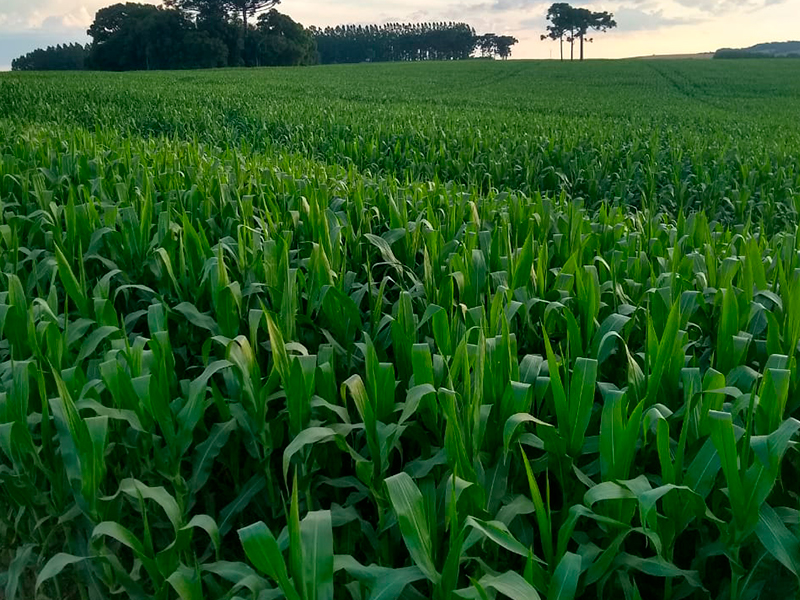 Morro Chato Agropecuária | Agricultura, Pecuária e Reflorestamento