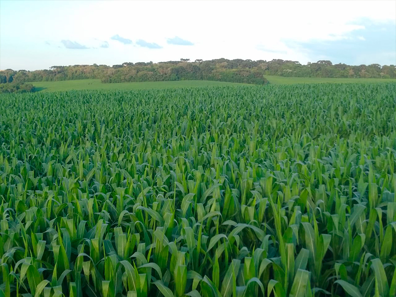 Morro Chato Agropecuária | Agricultura, Pecuária e Reflorestamento