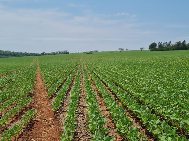 Morro Chato Agropecuária | Agricultura, Pecuária e Reflorestamento