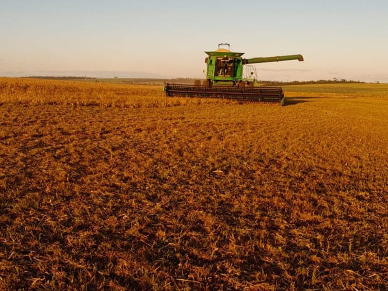 Morro Chato Agropecuária | Agricultura, Pecuária e Reflorestamento