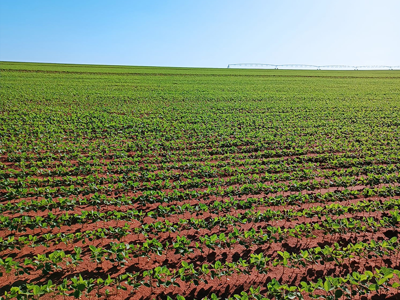 Morro Chato Agropecuária | Agricultura, Pecuária e Reflorestamento