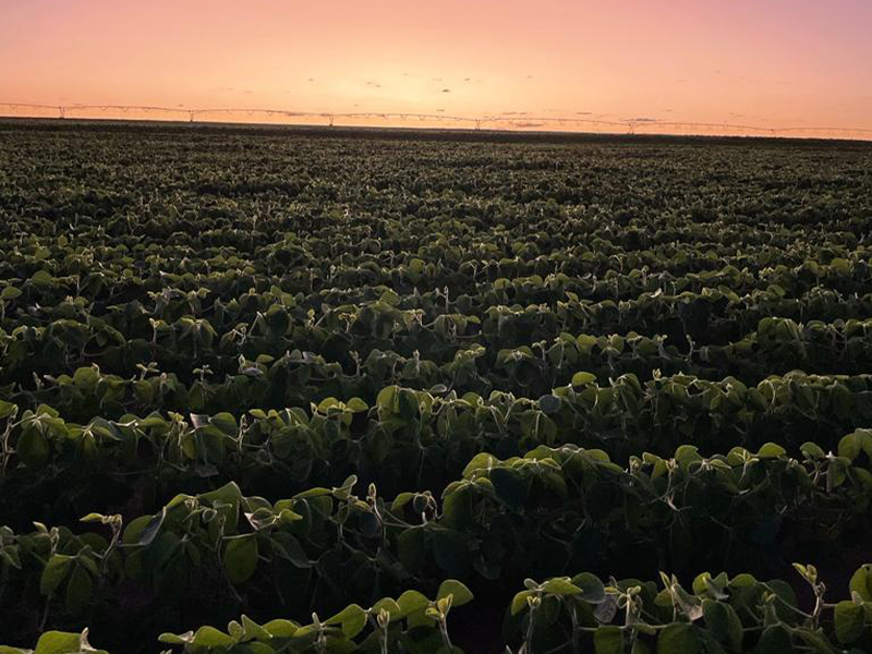 Morro Chato Agropecuária | Agricultura, Pecuária e Reflorestamento